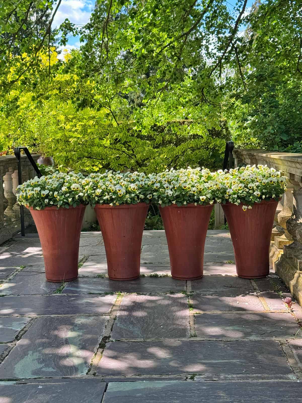 Four terracotta planters overflowing with white and yellow flowers sit on a stone patio. Lush green trees create a canopy above.