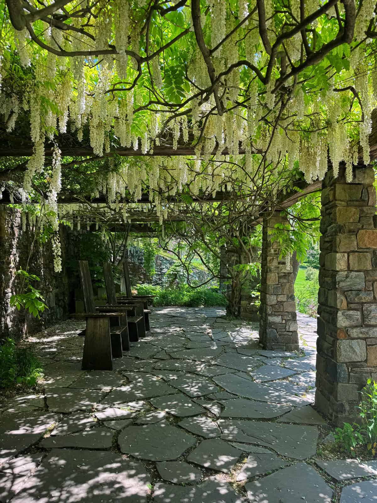 Stone pergola with wooden benches underneath, covered in blooming white wisteria flowers hanging in clusters, creating dappled sunlight and shade on the flagstone path. Lush greenery surrounds the peaceful garden scene.
