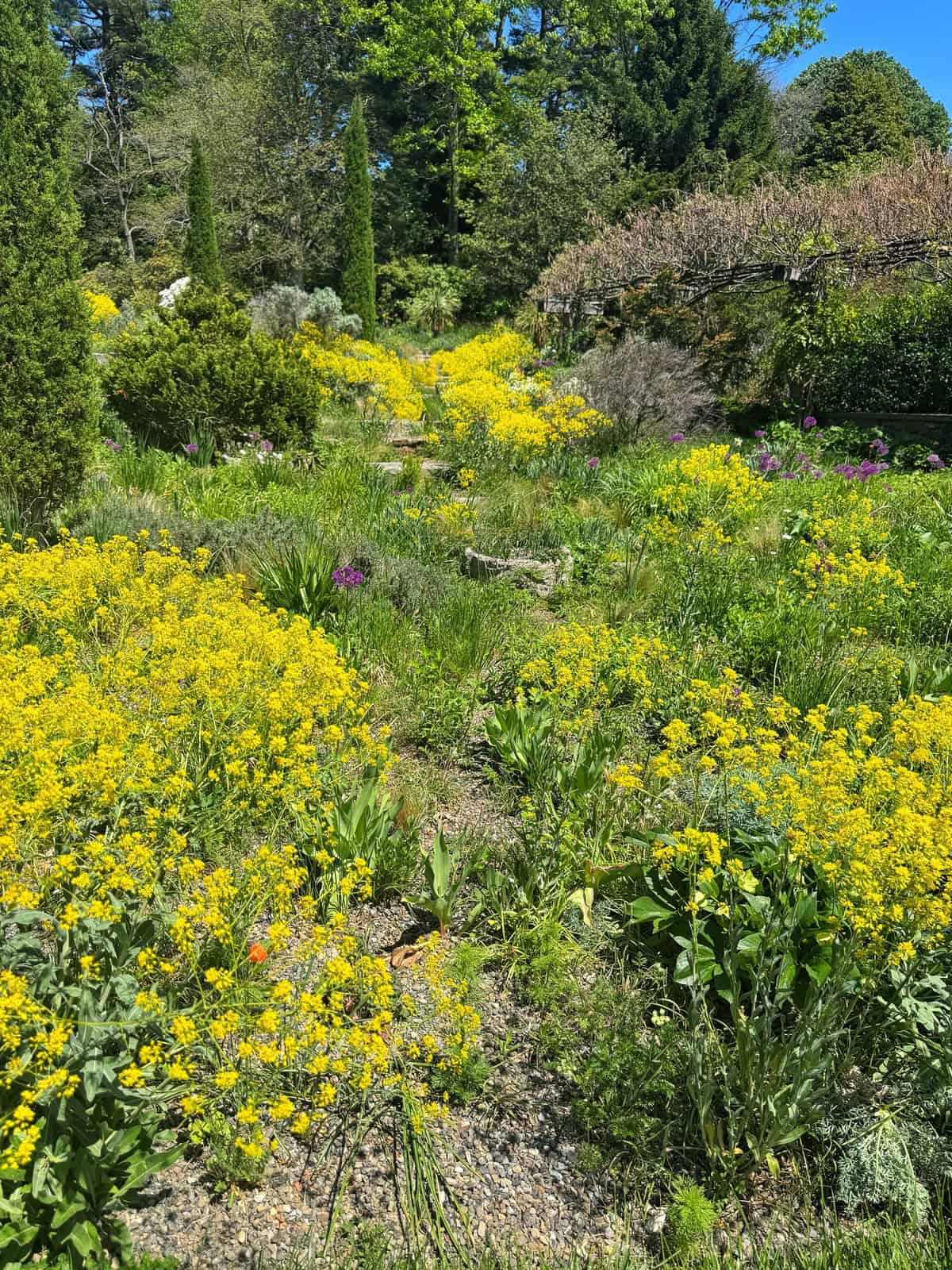 A garden path winds through bright yellow wildflowers and green shrubs under a clear blue sky, with tall trees and a wooden arbor in the background.