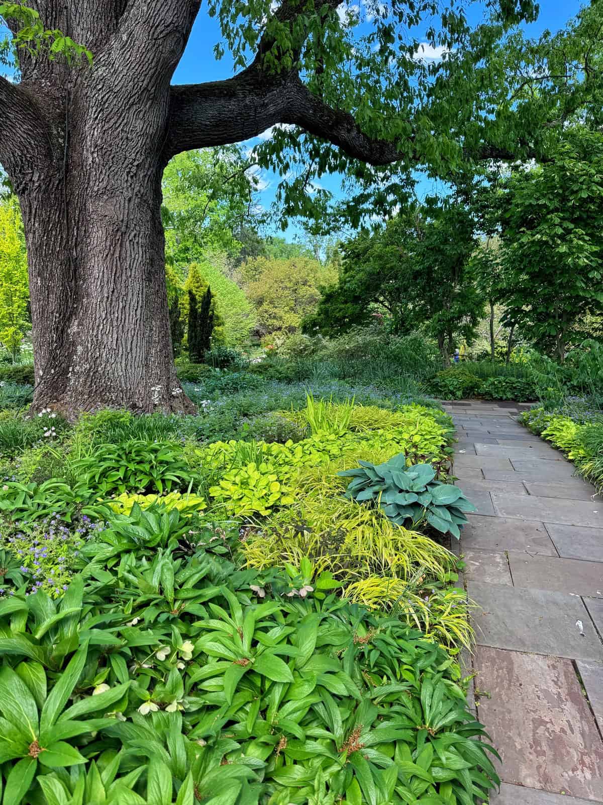 A stone pathway curves through a lush garden filled with green plants and shrubs, passing beneath the large branches of a tall tree on a sunny day in the chanticleer garden
