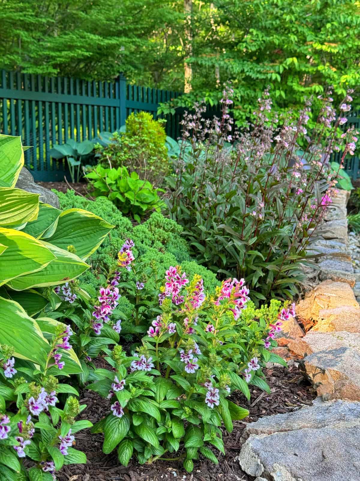 A vibrant garden bed with blooming purple and pink flowers, green leafy plants, and small shrubs, bordered by a stone wall and a dark green fence, with lush trees in the background.