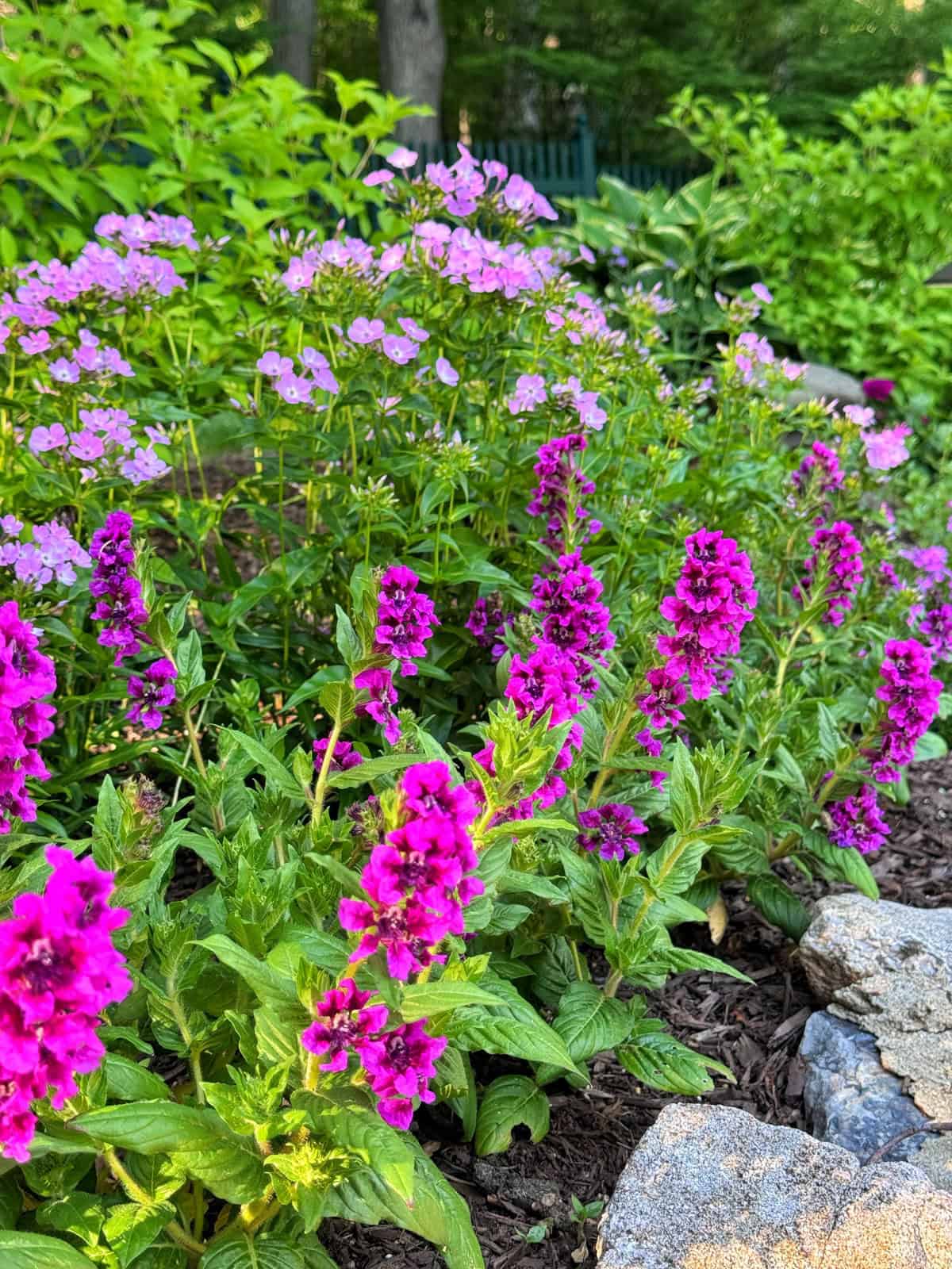 Bright pink and purple flowers bloom in a lush garden bed, surrounded by green foliage and bordered by stones, with a background of trees and a fence.