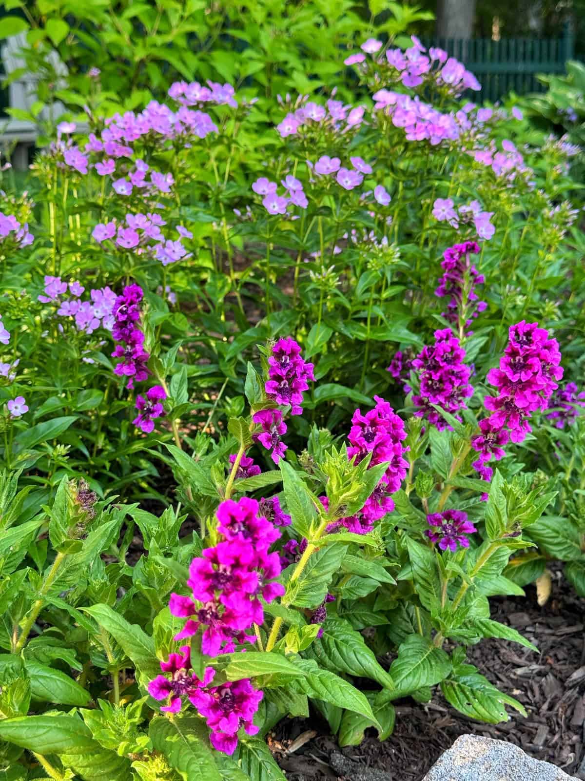 Bright pink phlox and purple cuphea flowers bloom in a garden bed with green leaves and stems, set against a backdrop of lush foliage and a partially visible fence in the background.