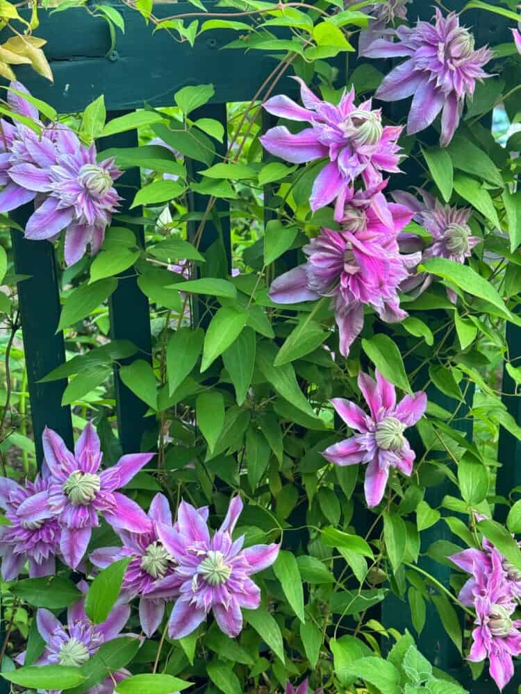Purple and pink clematis flowers with green leaves climb up a dark green wooden trellis, creating a lush and vibrant garden scene.