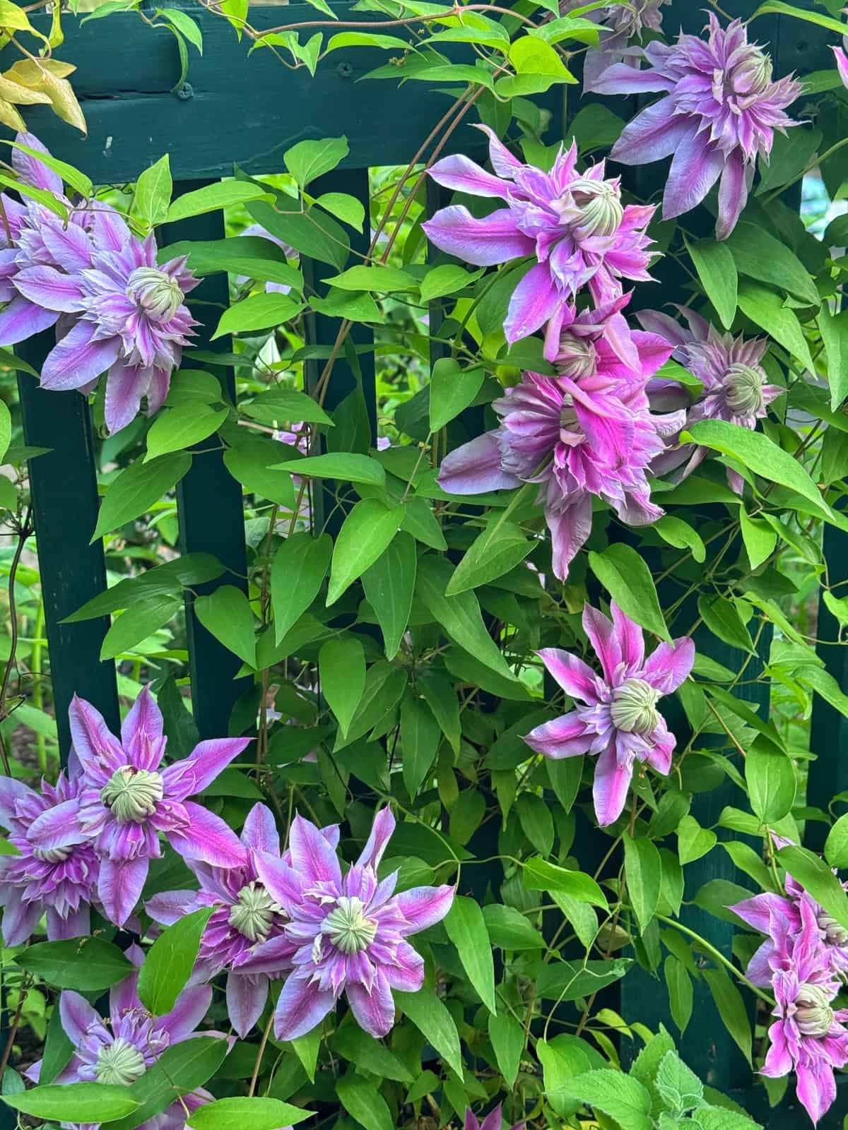 Purple and pink clematis flowers with green leaves climb up a dark green wooden trellis, creating a lush and vibrant garden scene.