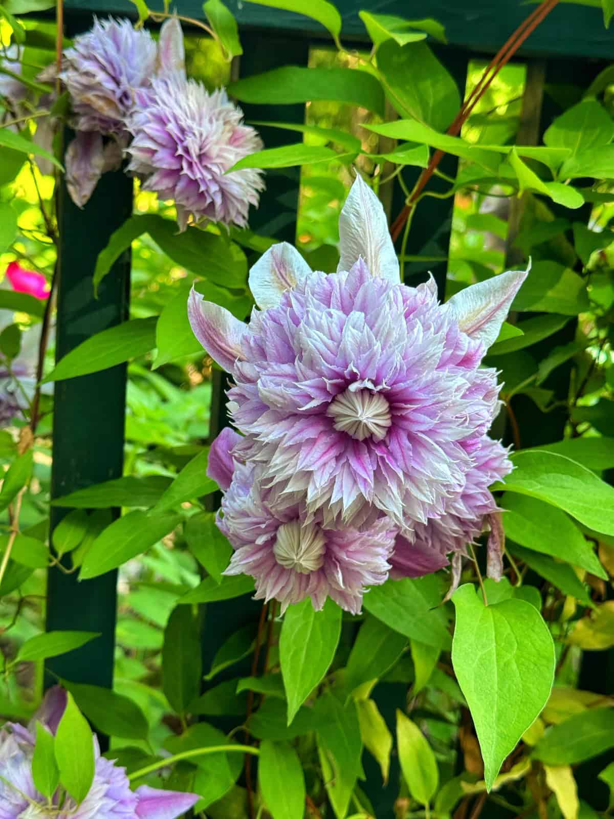 A cluster of double-flowered, light purple clematis blooms with pointed petals and green leaves climbing a dark green wooden fence in a sunlit garden.