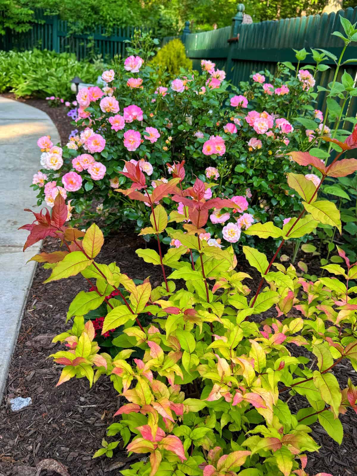 A garden bed with vibrant pink roses with kodiak fresh diervilla in bloom near a green fence, bordered by a walkway. In front, a bush with yellow-green leaves tinged with red adds contrast to the colorful, well-maintained garden scene.