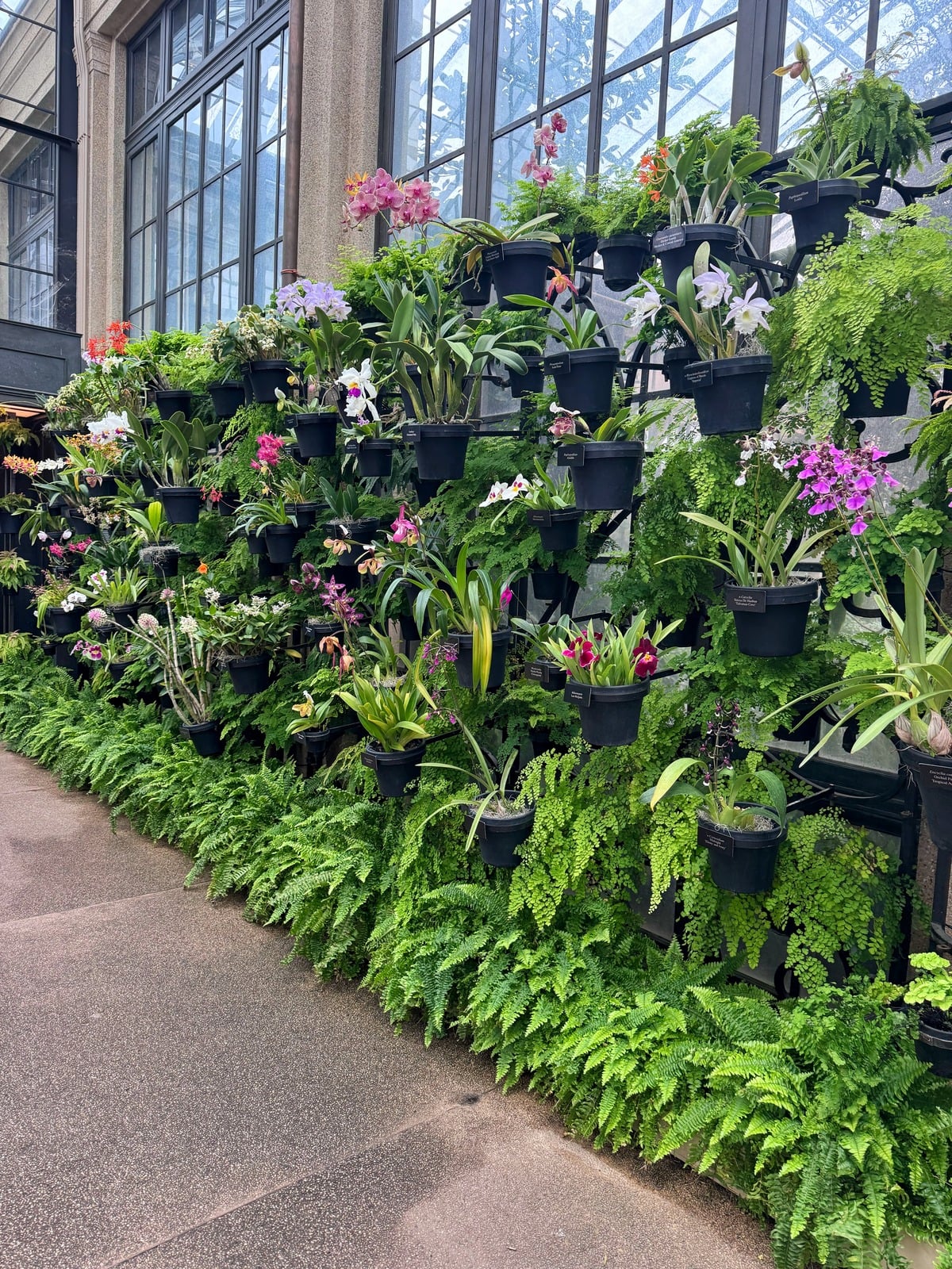 A wall decorated with rows of black pots holding various colorful orchids and green ferns, positioned next to large windows in a greenhouse setting.