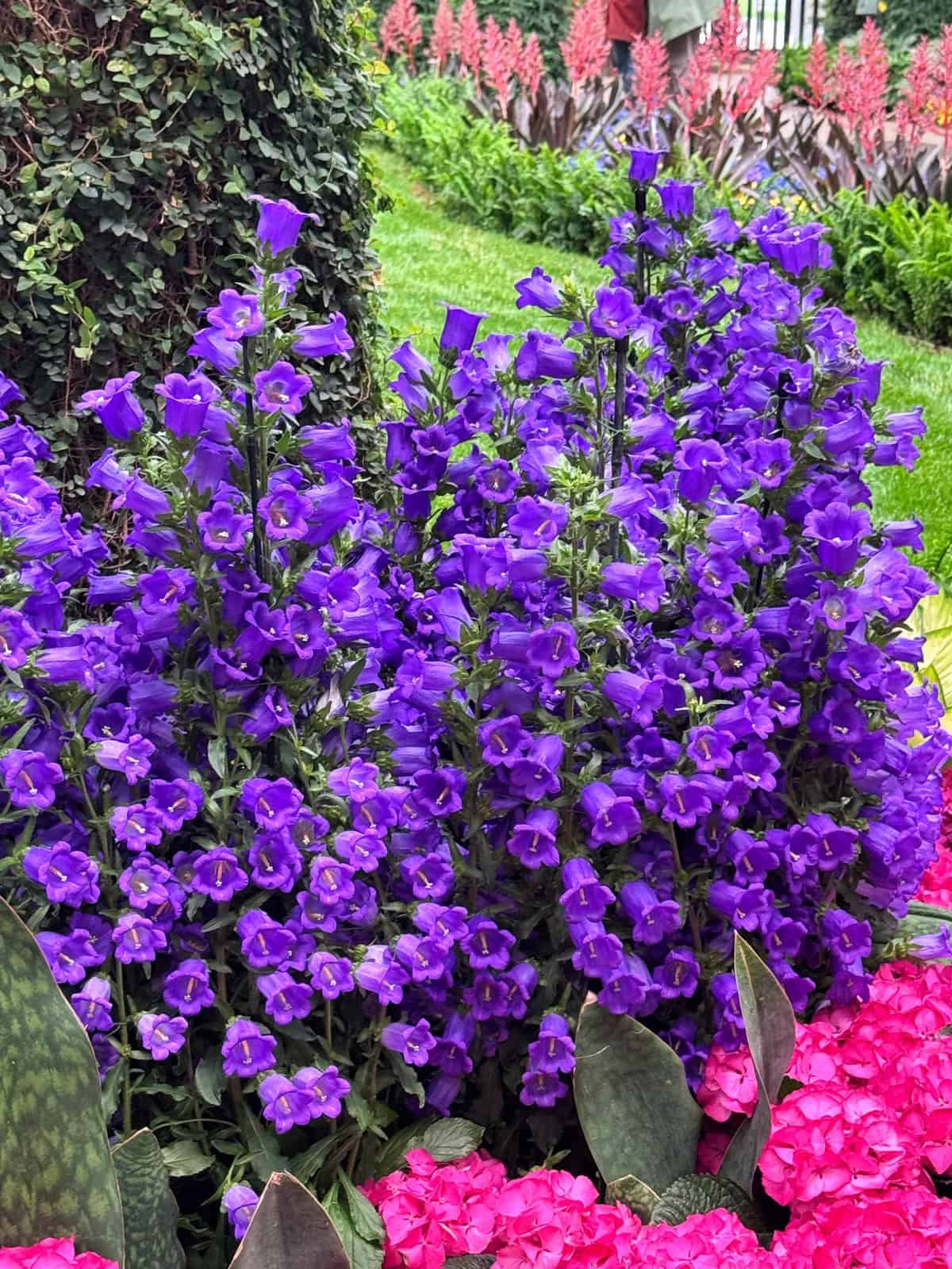 A cluster of vibrant purple bell-shaped flowers is surrounded by dark green leaves and pink flowers, with a garden and more colorful plants in the background.