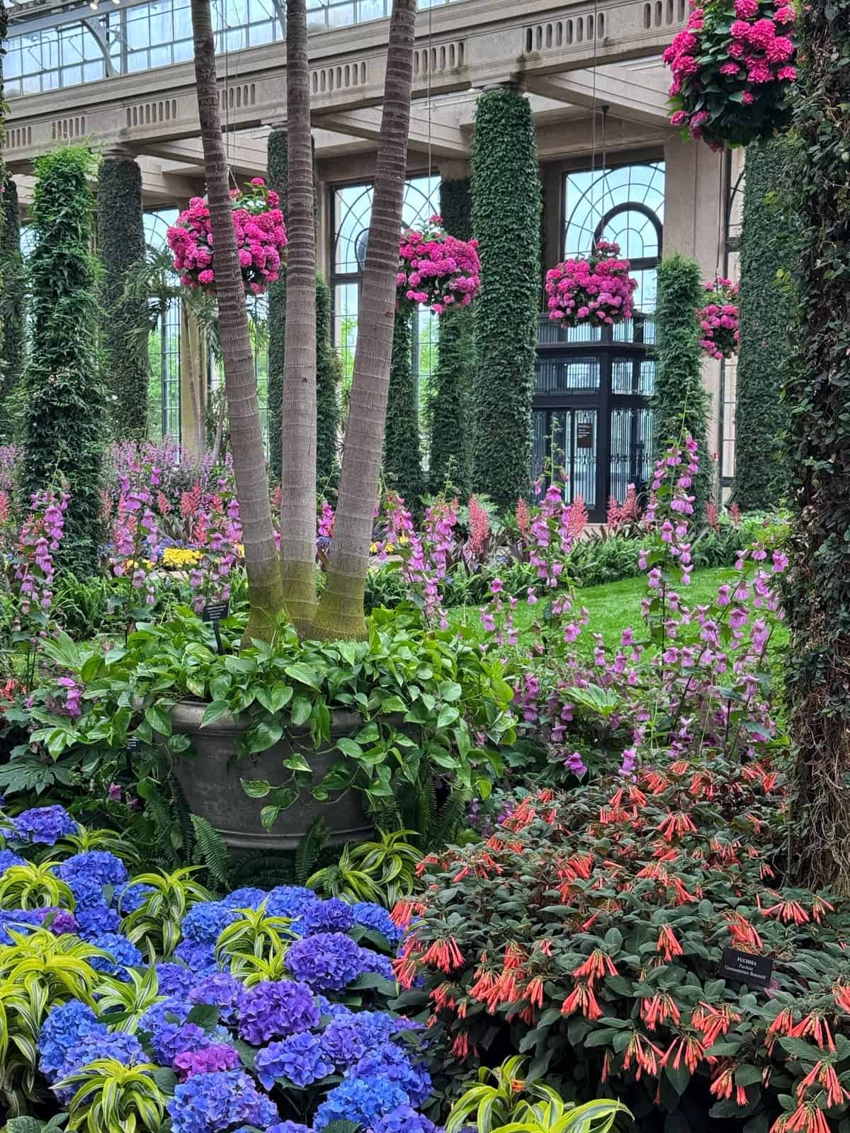 A lush indoor garden with tall palm trees, vibrant purple hydrangeas, red and pink flowers, and hanging baskets of pink blooms, surrounded by ivy-covered columns and large arched windows.