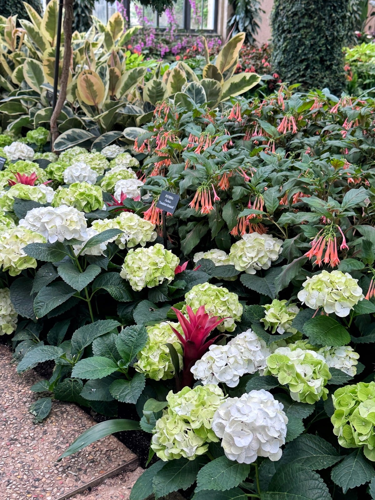 A vibrant garden bed features clusters of white hydrangeas, pink and orange trumpet-shaped flowers, and variegated green foliage, bordered by a stone pathway.