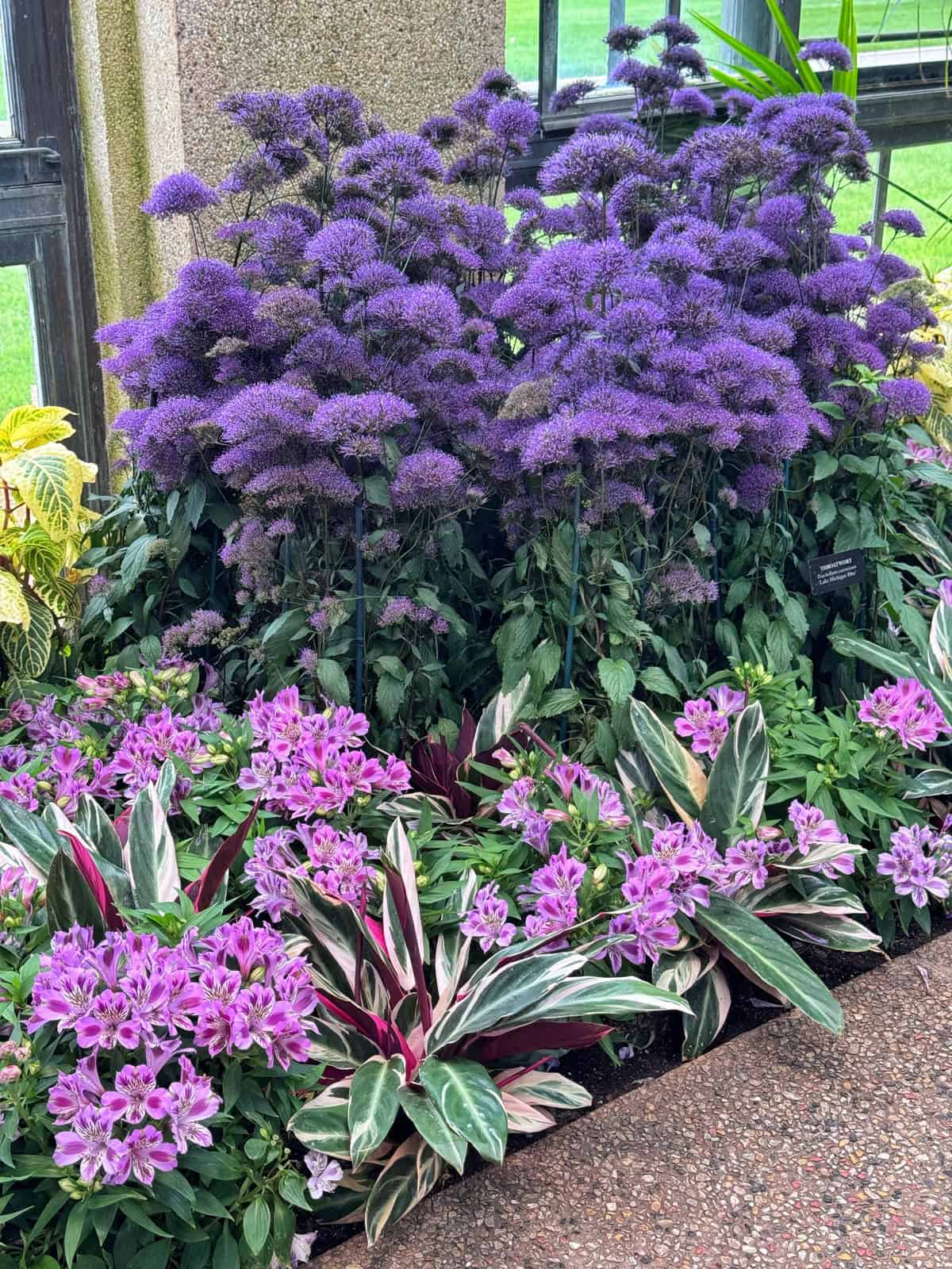 A vibrant garden scene with tall clusters of purple flowers at the back and shorter light purple flowers with variegated leaves in front, surrounded by lush green foliage next to a stone path and window.
