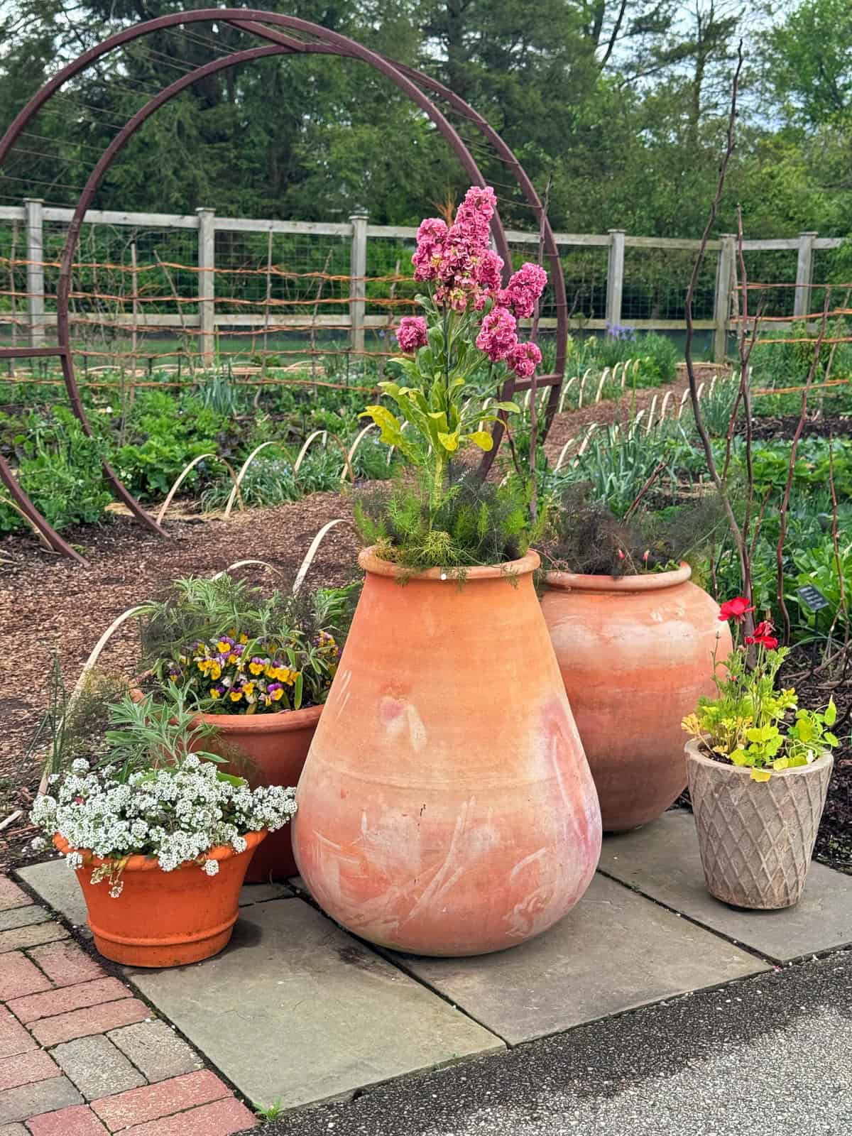 Large terracotta pots with pink flowers and greenery are arranged on a stone patio, surrounded by smaller pots with blooming white, yellow, and purple flowers, in a garden with a wooden fence and metal arch in the background.
