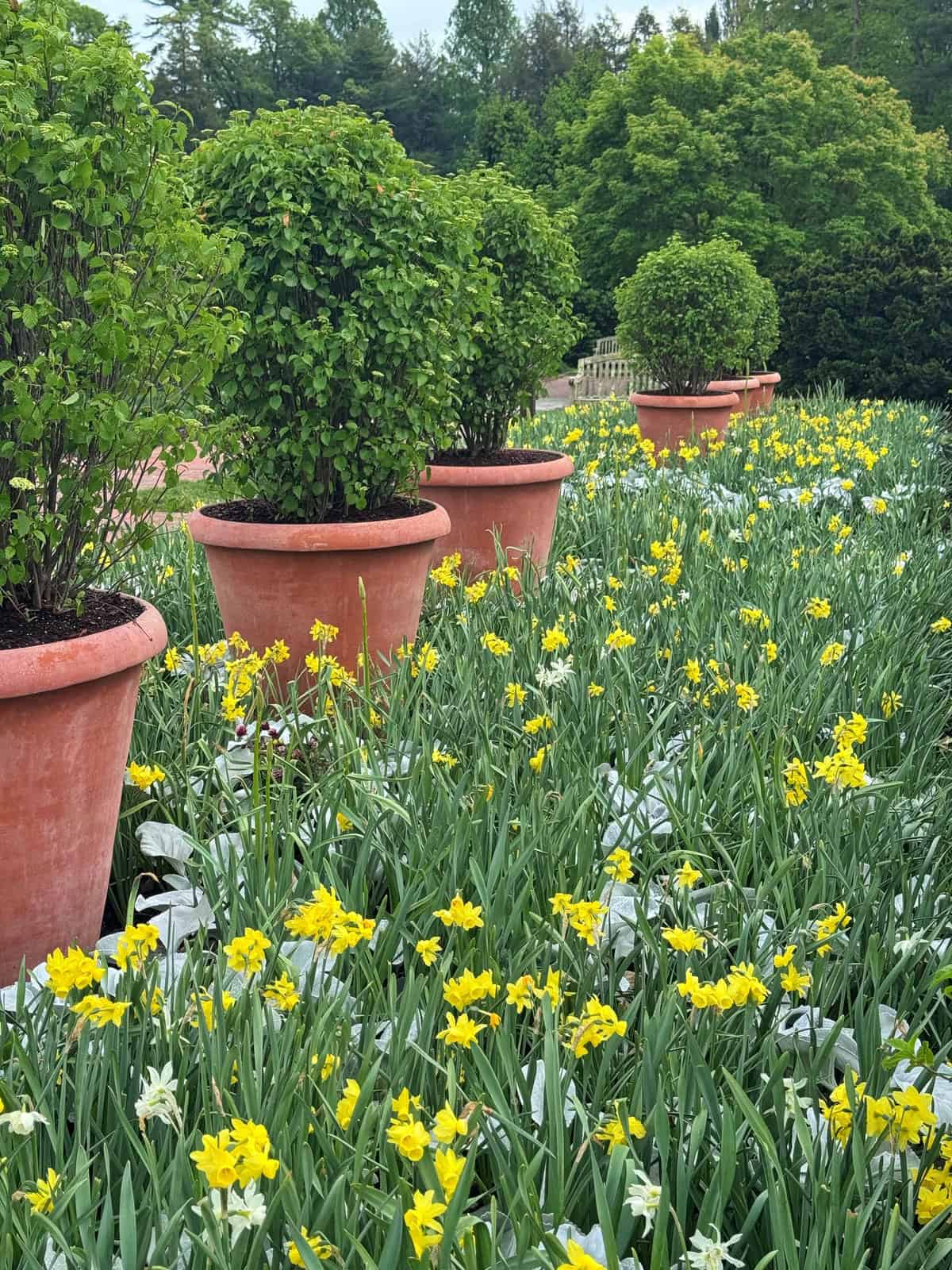 Large terracotta pots with green shrubs are lined up in a garden bed filled with blooming yellow and white flowers, with lush green trees and a wooden bench visible in the background.