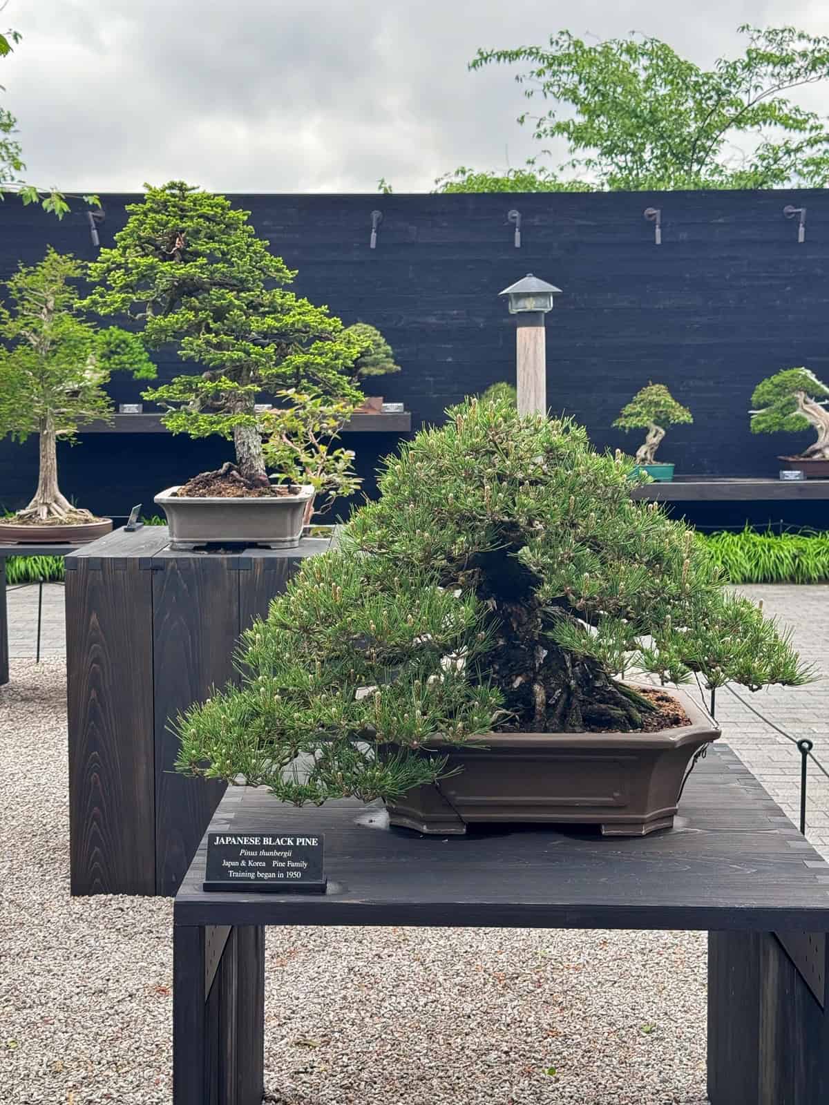 A Japanese Black Pine bonsai tree is displayed on a wooden table outdoors, with other bonsai trees and greenery visible in the background under a cloudy sky. A small sign labels the tree in front.