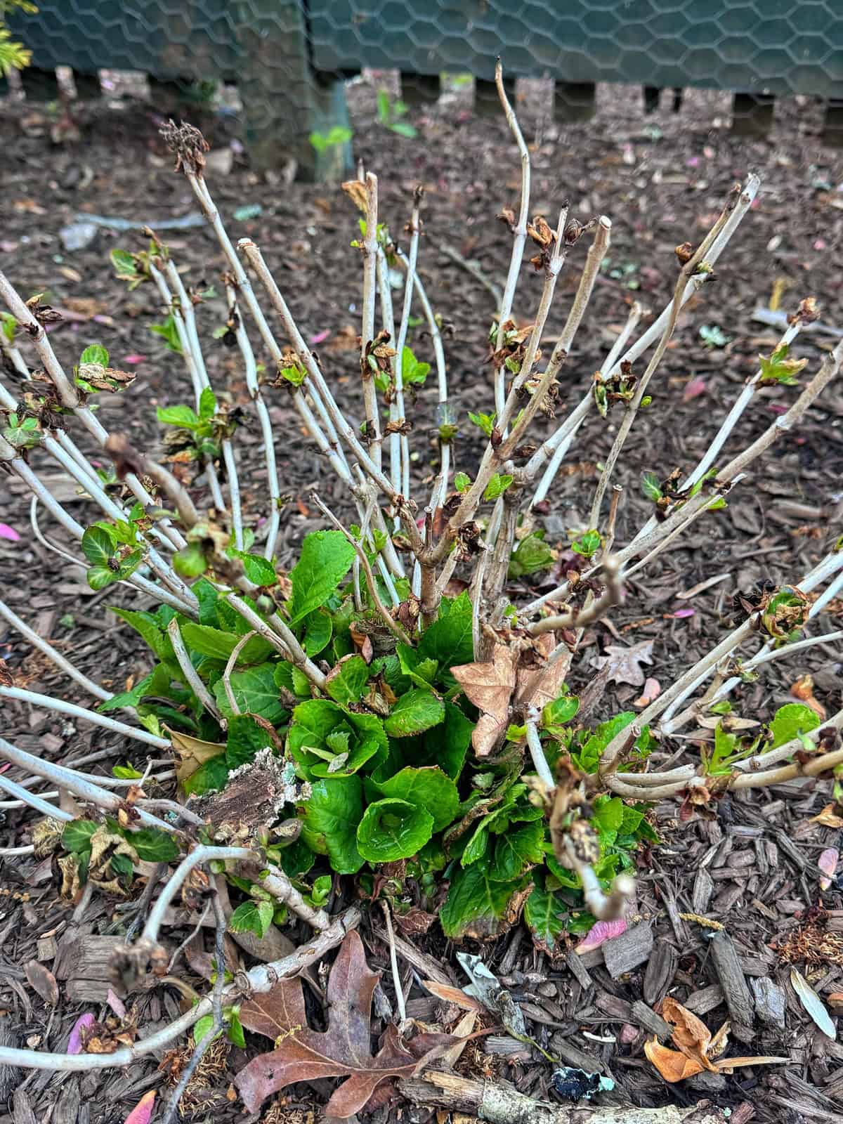 A pruned shrub with brown woody stems and clusters of fresh green leaves growing from the base, surrounded by mulch, dried leaves, and a wooden fence in the background.