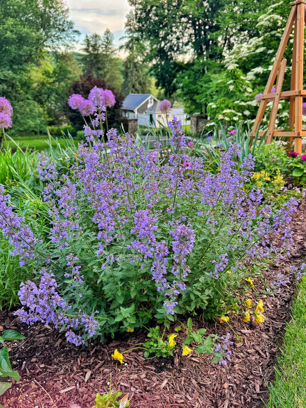 Lavender flowers bloom in a garden bed with mulch, surrounded by green foliage. In the background, tall purple flowers, a wooden trellis, and a white house with trees and grass are visible on a sunny day.