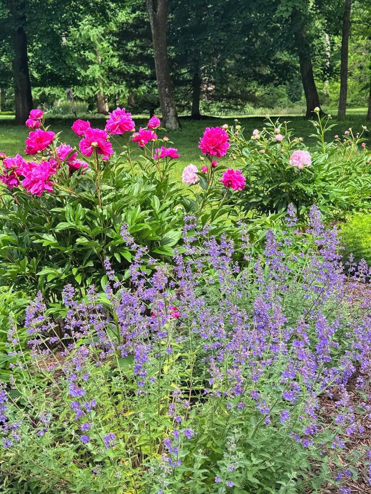 A garden with blooming pink peonies in the background and clusters of small purple flowers in the foreground, surrounded by lush green trees and grass on a sunny day.