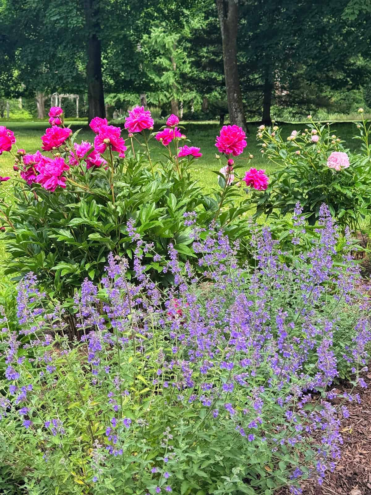 A garden scene with tall pink peonies blooming in the background and clusters of purple catmint flowers in the foreground, surrounded by green grass and trees on a sunny day.