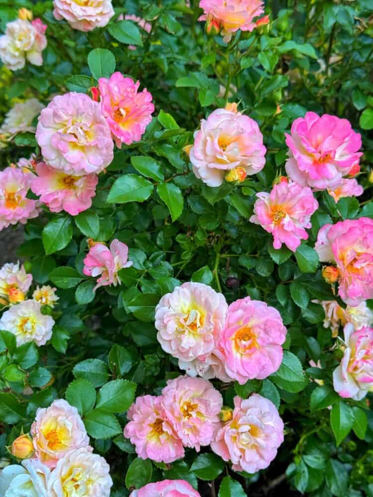 A cluster of blooming roses in shades of pink, peach, and white surrounded by lush green leaves on a bush.