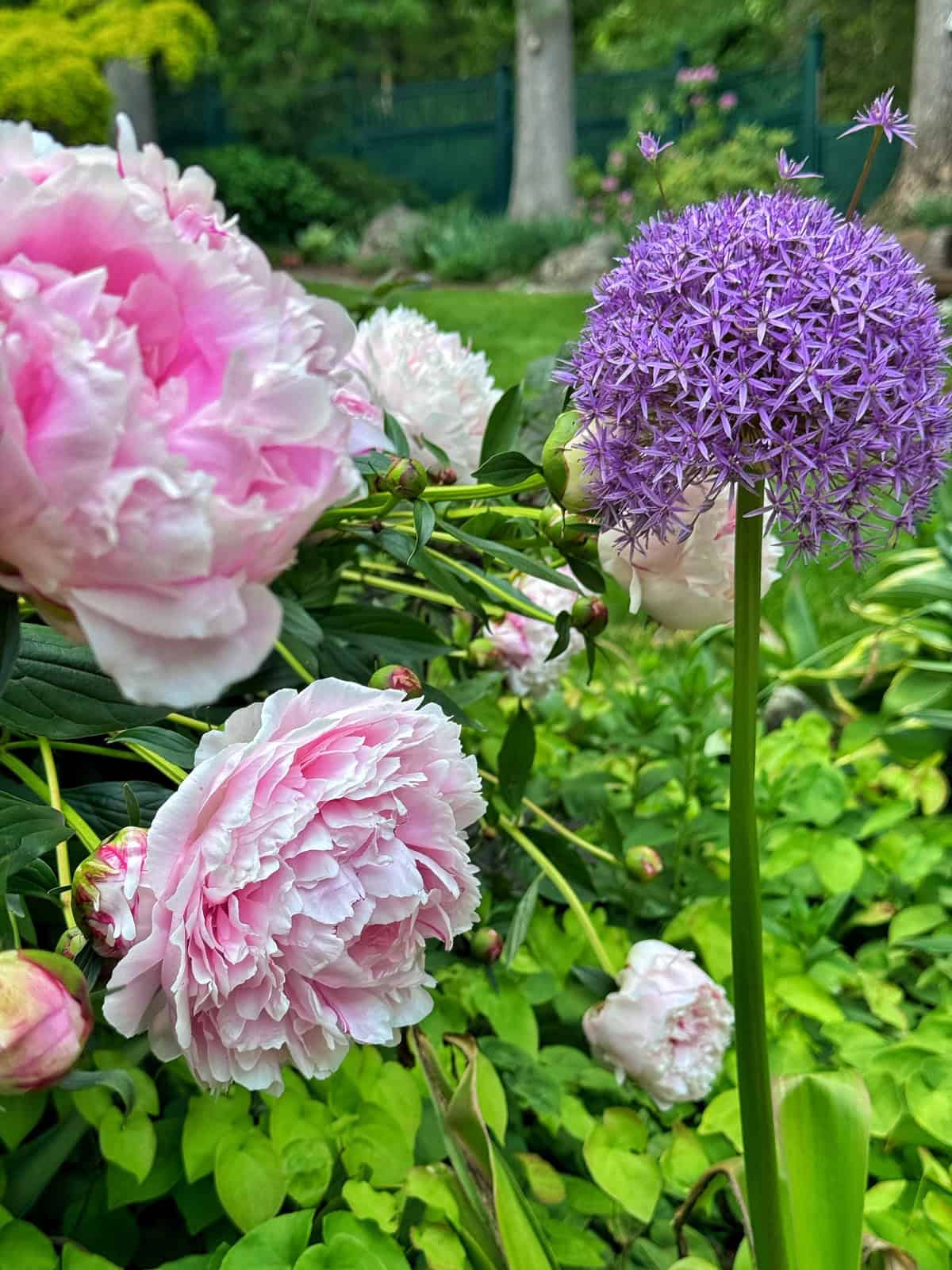 Pink peonies and a single round purple allium bloom among green leaves in a lush garden, with a dark green fence and trees visible in the blurred background.
