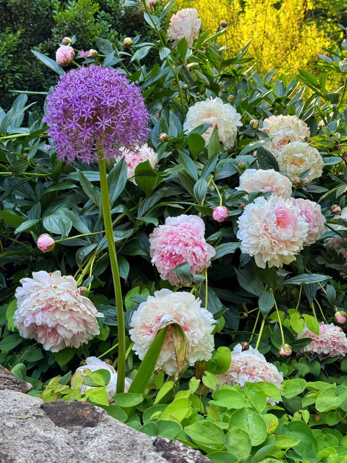 A vibrant garden scene with a tall purple allium flower standing among lush green leaves and large, blooming pale pink peonies. Sunlight brightens the background, highlighting the flowers.