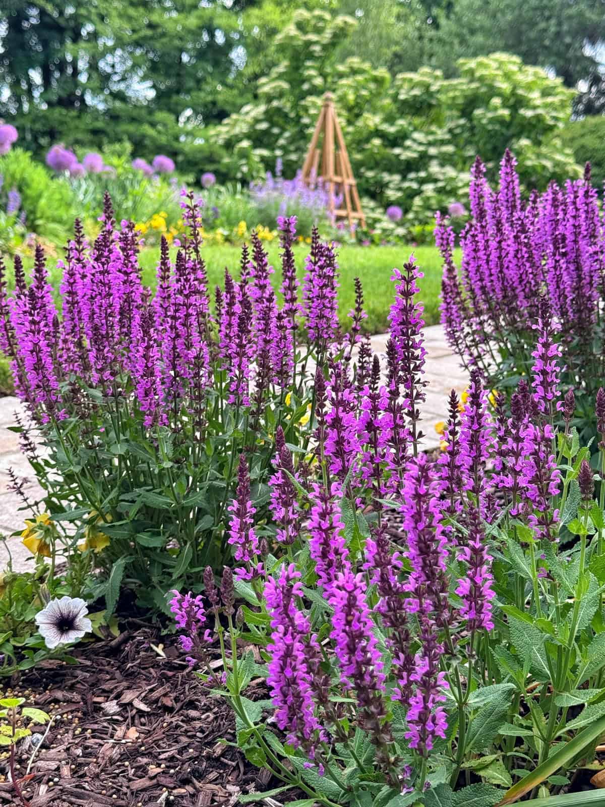 Purple salvia flowers bloom in a garden bed bordered by mulch, with more greenery and purple flowers in the background. A wooden garden structure stands in the distance among lush foliage and flowering plants.