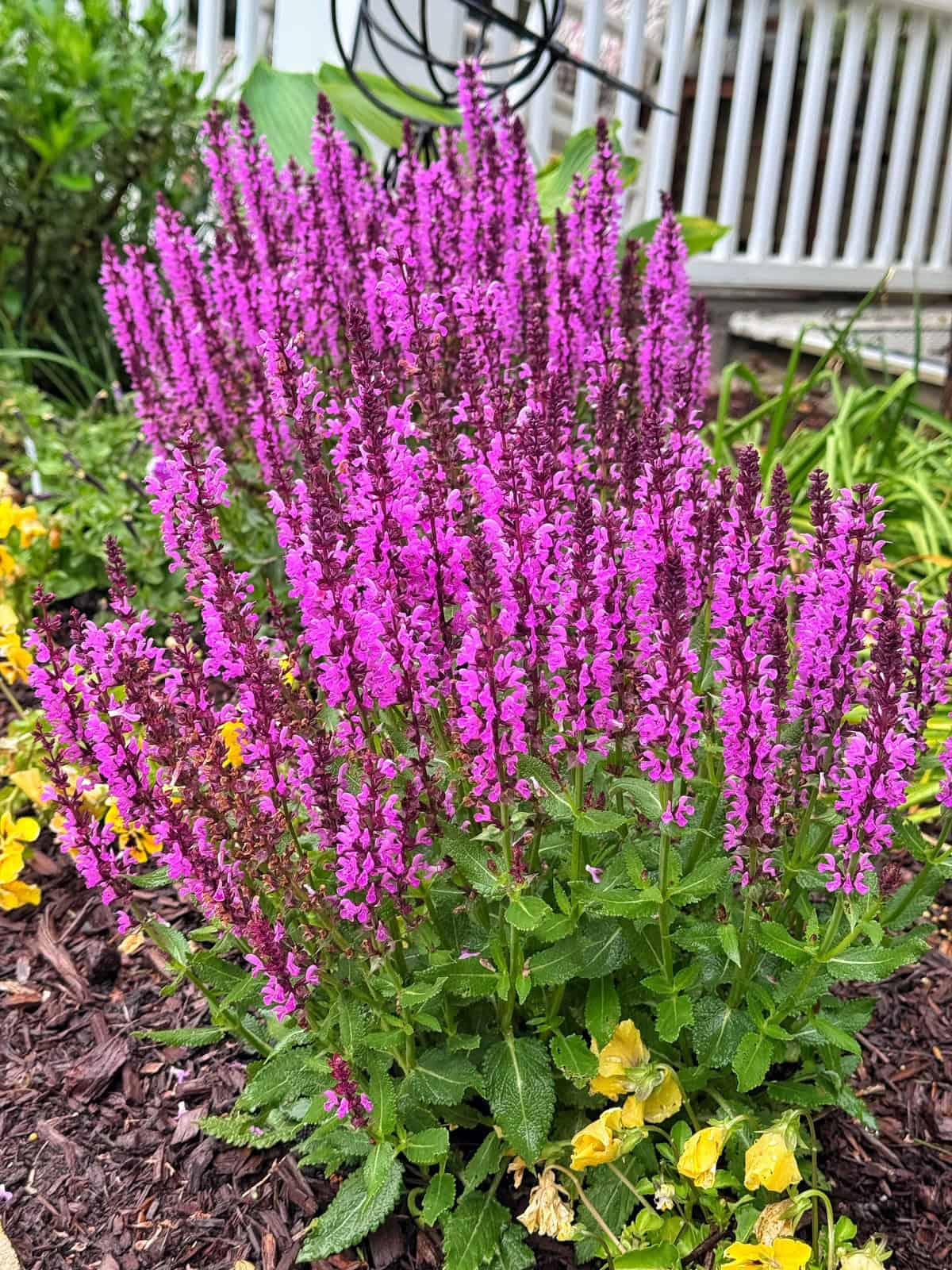 A cluster of bright purple salvia flowers blooms in a garden bed, surrounded by green leaves, yellow flowers, and brown mulch, with a white porch railing in the background.