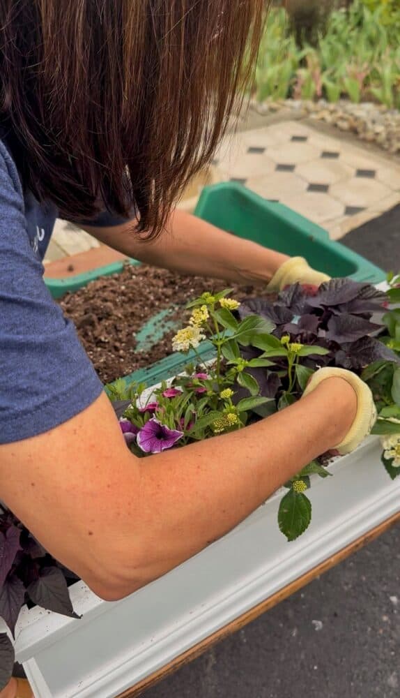 A person with brown hair wearing gardening gloves and a blue shirt arranges flowers and plants in soil on a white window box outdoors. The background shows a paved area and a garden bed.
