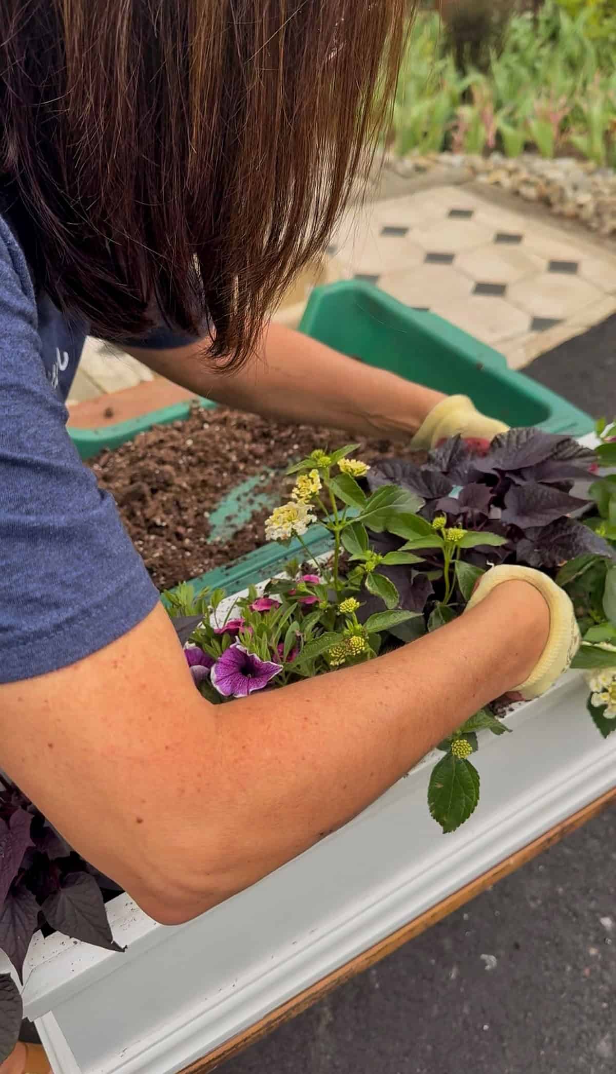 A person with brown hair wearing gardening gloves and a blue shirt arranges flowers and plants in soil on a white window box outdoors. The background shows a paved area and a garden bed.