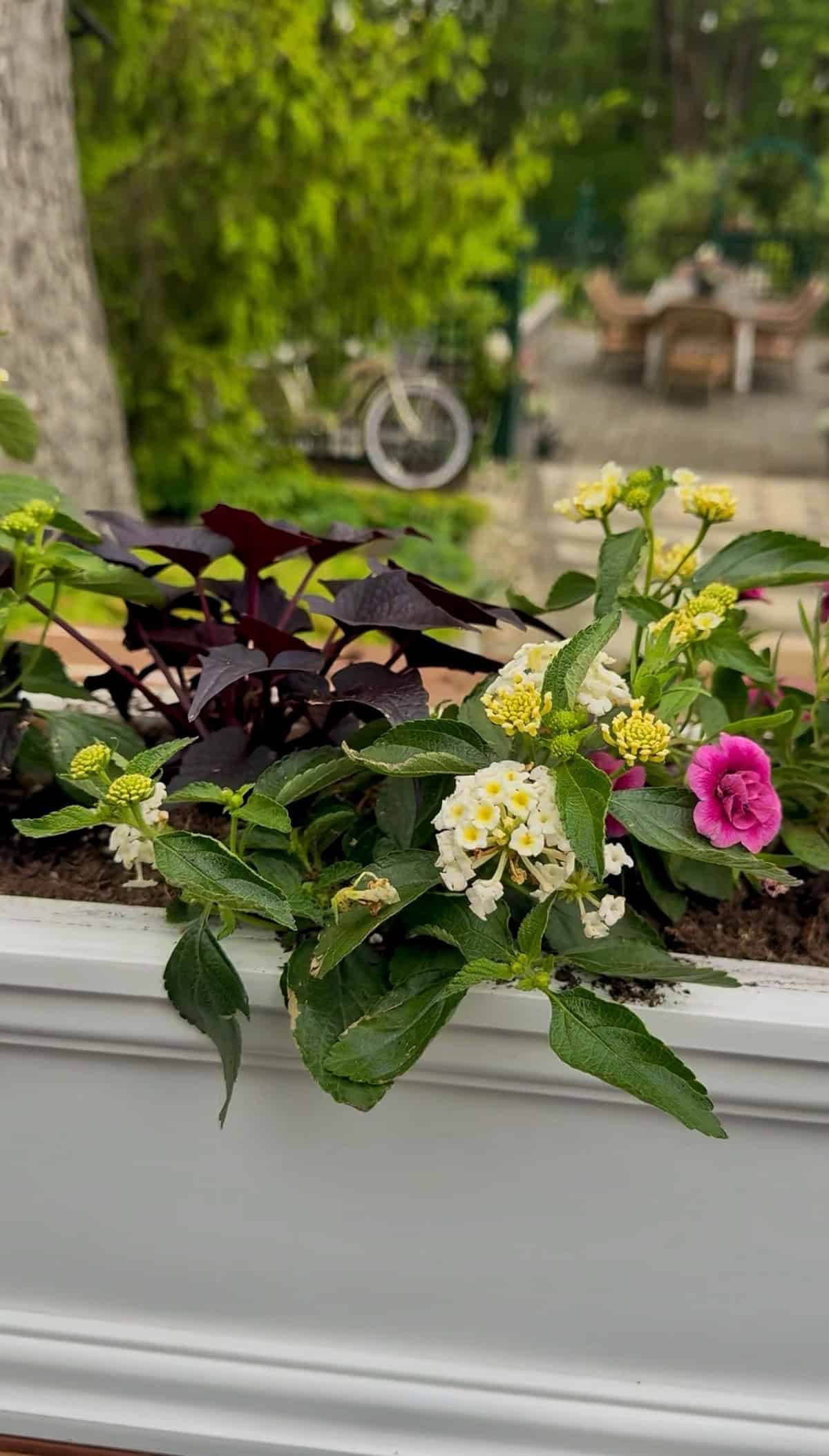 A white window box planter with green foliage, yellow and white lantana flowers, dark purple sweet potato vine leaves, and a single bright pink petunia. A blurred garden and a bicycle are visible in the background.