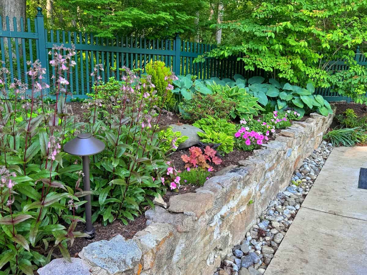 A landscaped garden with blooming pink flowers, lush green plants, and hostas bordered by a stone retaining wall. A black garden lamp stands on mulch near the wall, with a green fence and trees in the background.