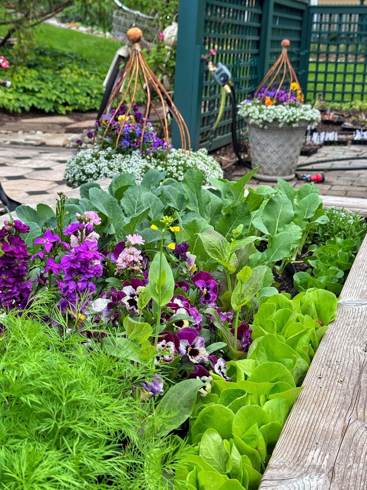 A lush garden bed with green leafy vegetables and purple flowers sits beside a wooden deck. Potted flowers and decorative metal structures are visible in the background near a green trellis.