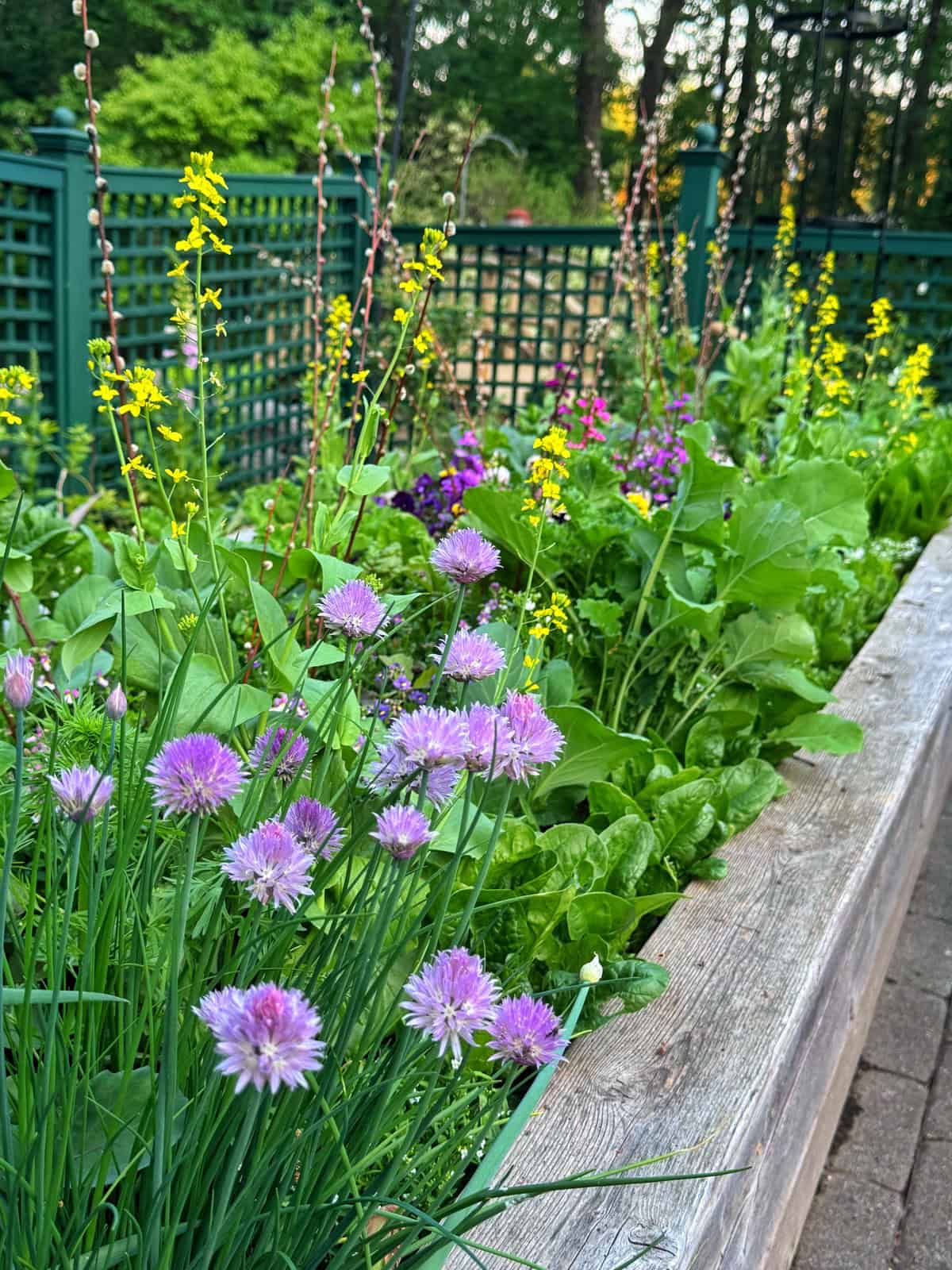 A raised garden bed filled with blooming chive flowers, leafy greens, and yellow and purple wildflowers, set against a green lattice fence with a wooded area in the background.