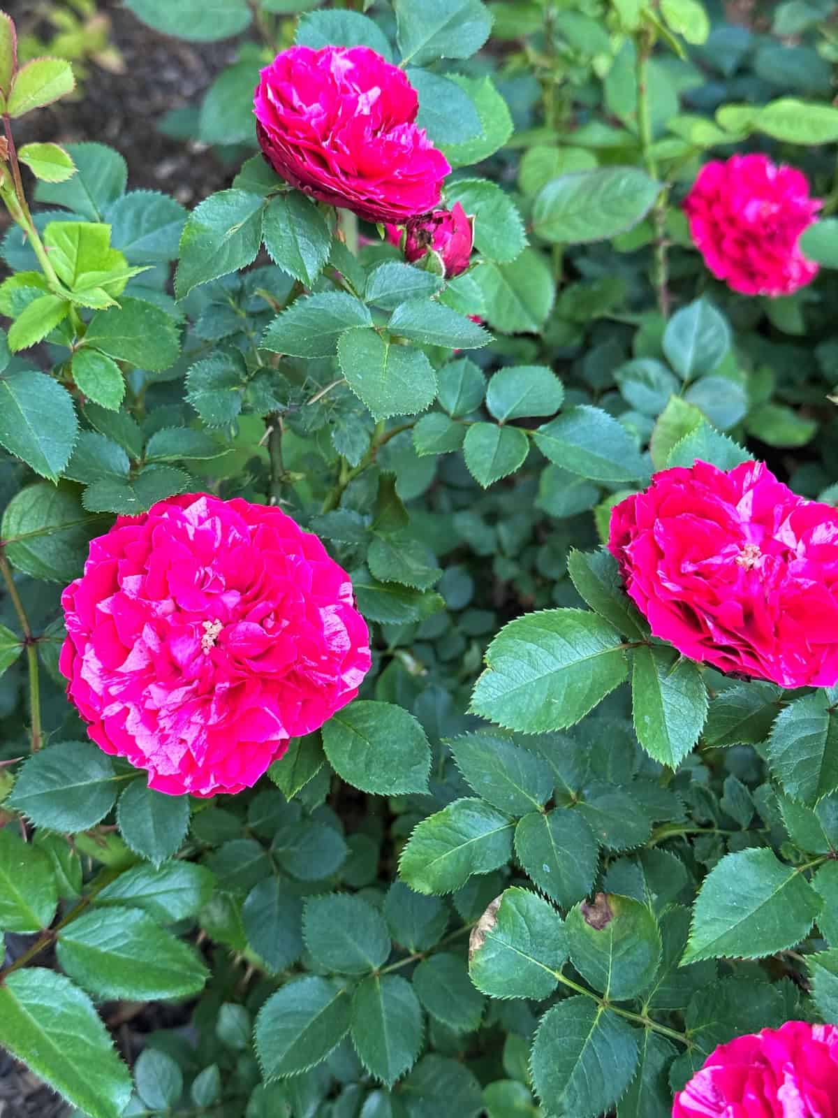 Bright pink roses in full bloom surrounded by lush green leaves; the flowers have layers of petals with some white streaks, and the plants are densely packed in a garden setting.