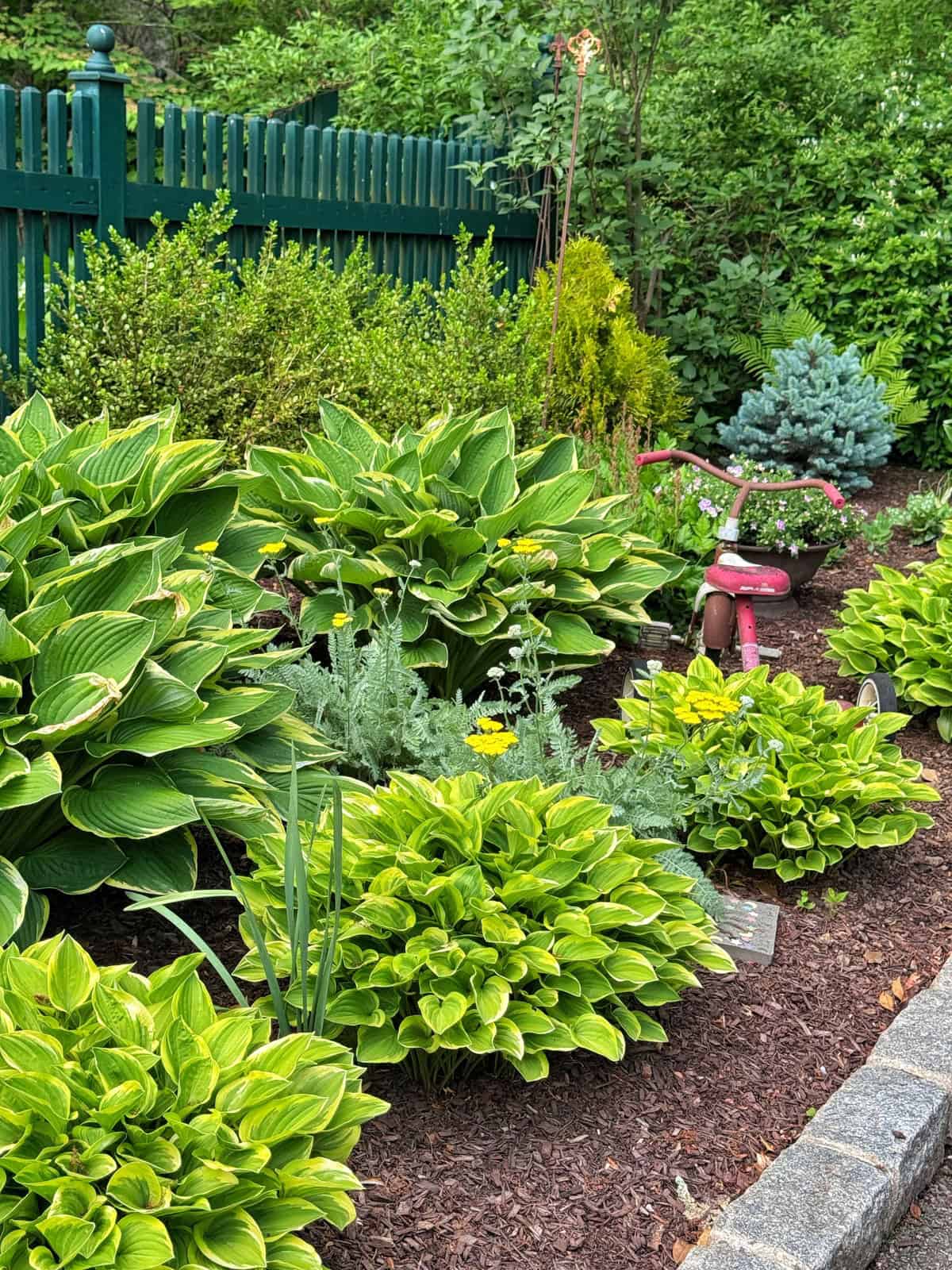 Lush green hostas and other plants grow in a mulched garden bed bordered by stone, with a green fence and trees in the background. A small red tricycle is partially visible among the plants.