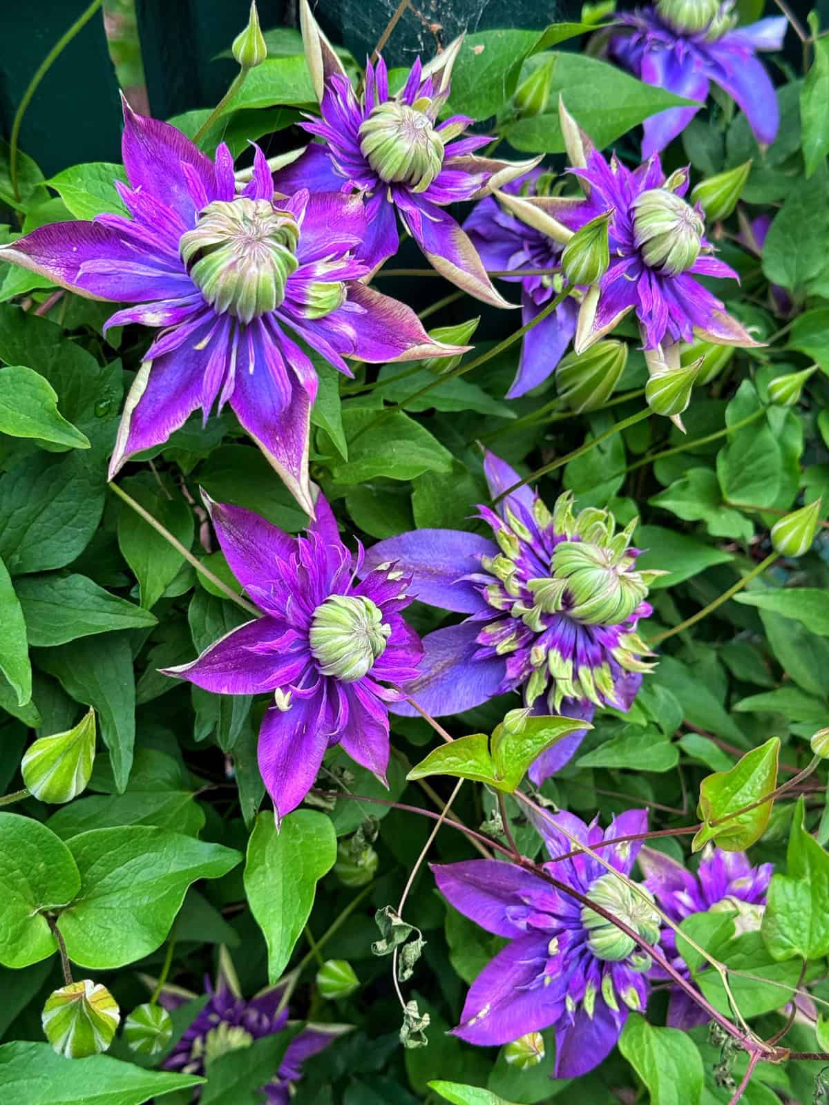 A cluster of vibrant purple clematis flowers with layers of pointed petals and green centers, surrounded by lush green leaves. Some blooms are fully open, while others are partially closed.