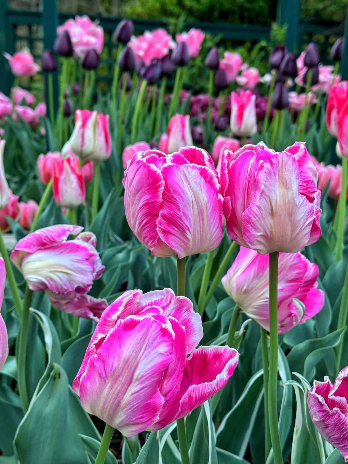 A vibrant garden filled with blooming pink and white tulips in the foreground, with more pink and deep purple tulips and green leaves in the background. A green fence is partially visible behind the flowers.