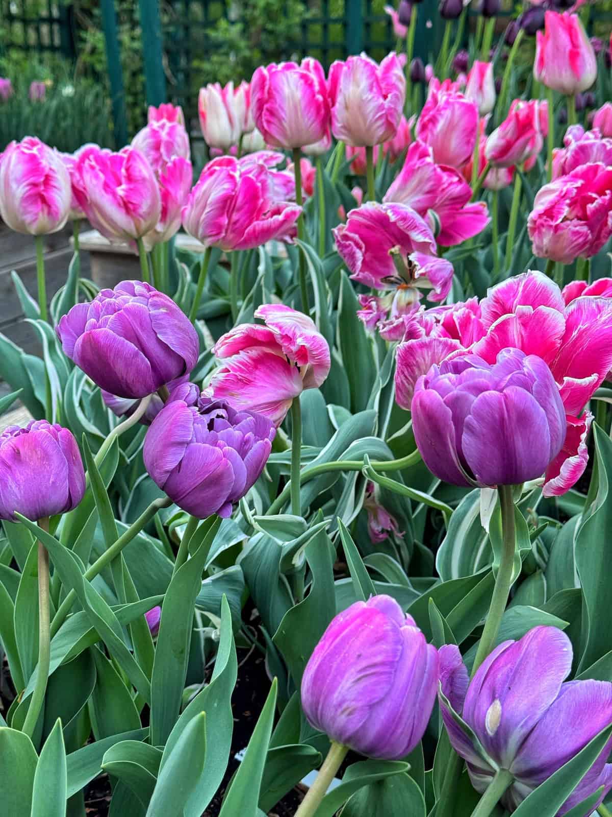 A vibrant garden bed filled with blooming purple and pink tulips, surrounded by green leaves, with a blurred fence and greenery in the background.