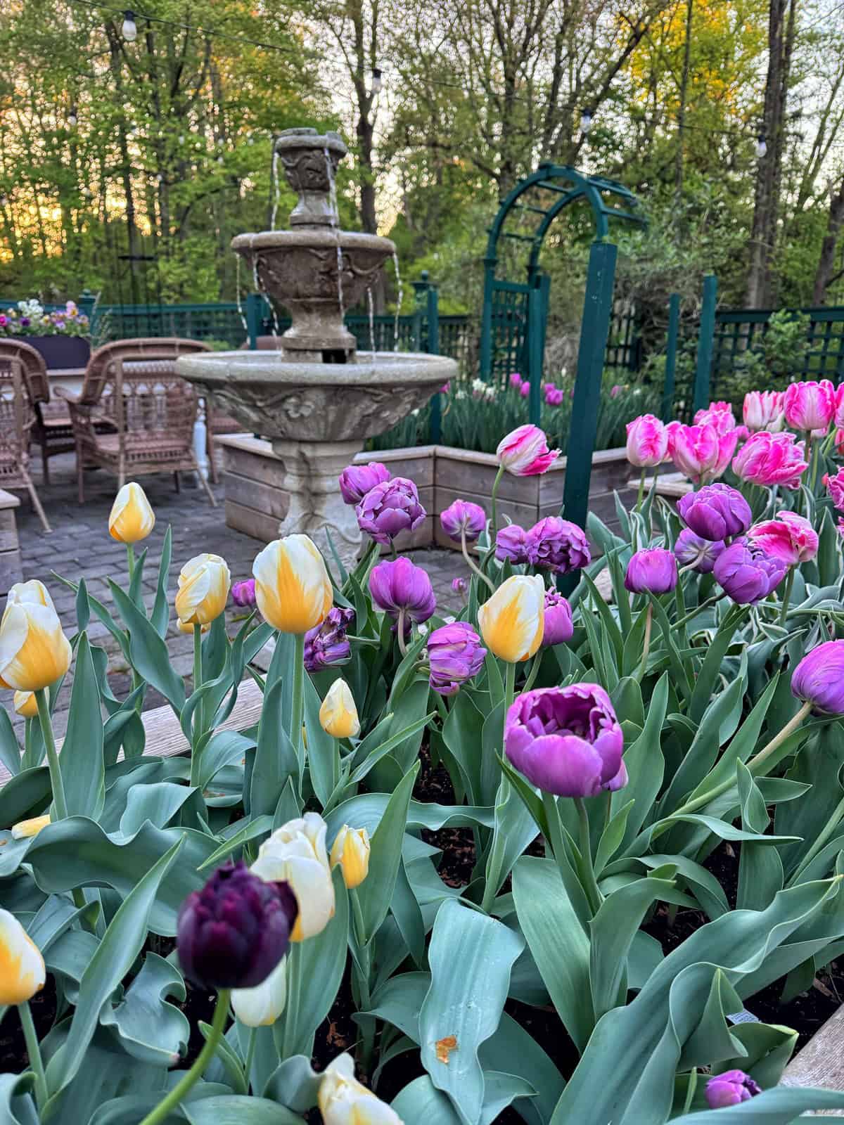 Colorful tulips in shades of purple, yellow, and pink bloom in a garden bed. Behind them is a stone fountain, outdoor tables and chairs, and a green metal arch, with trees in the background at sunset.