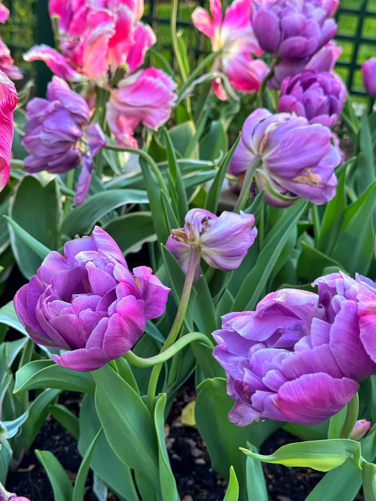 Close-up of vibrant purple and pink double tulips blooming in a garden bed, surrounded by green leaves, with a lattice fence and blurred greenery in the background.