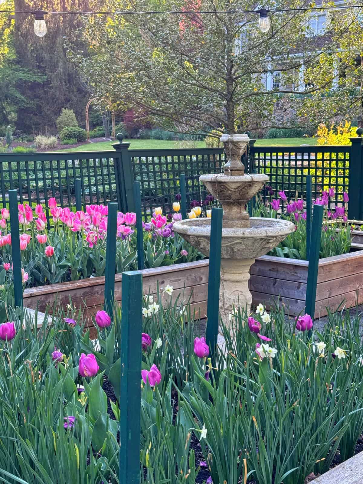 A stone fountain stands in the center of a vibrant garden bed filled with blooming pink, purple, and white tulips, surrounded by green fencing and illuminated by string lights. A large tree and a building are in the background.