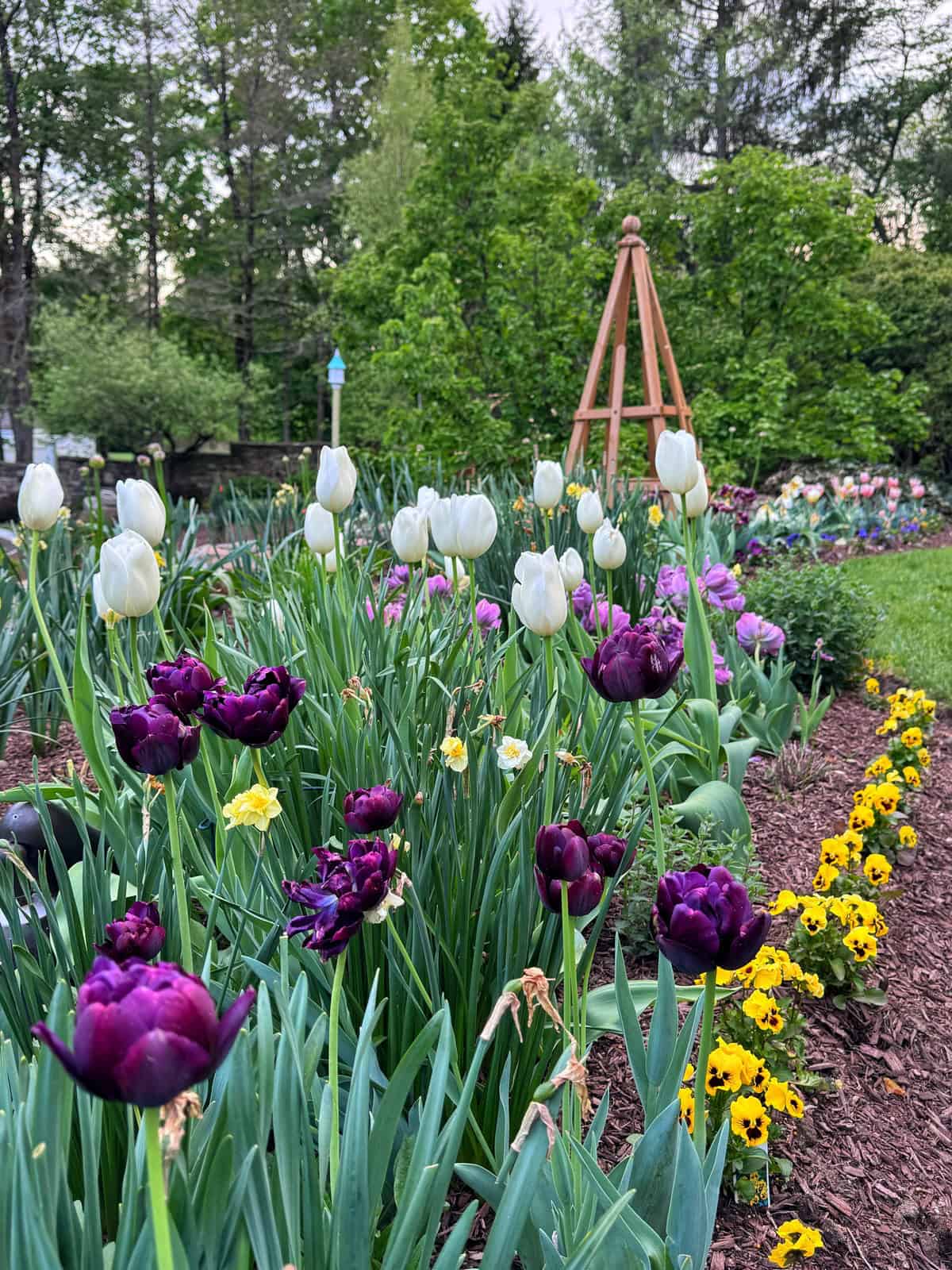A vibrant spring garden with white and deep purple tulips, yellow pansies along the edge, and a wooden trellis in the background, surrounded by lush green trees and foliage.