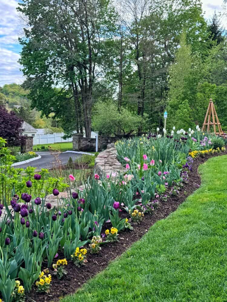 A colorful garden bed with blooming purple, pink, and white tulips, bordered by yellow flowers, runs alongside a stone wall with lush green grass and trees in the background on a partly cloudy day.