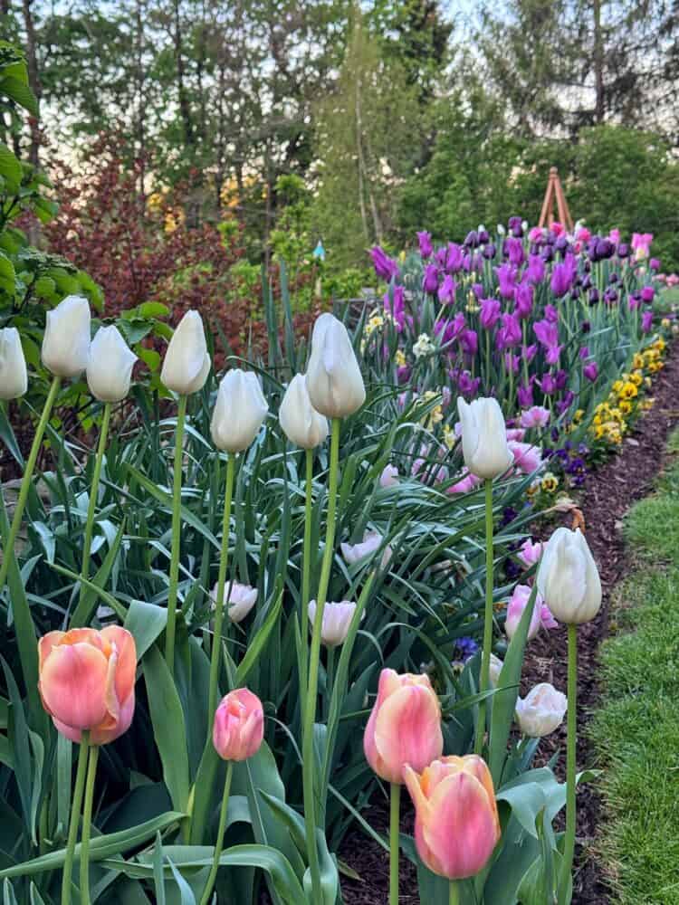 A vibrant spring garden with blooming tulips in shades of white, pink, and purple, surrounded by lush green foliage and trees in the background under a clear sky.