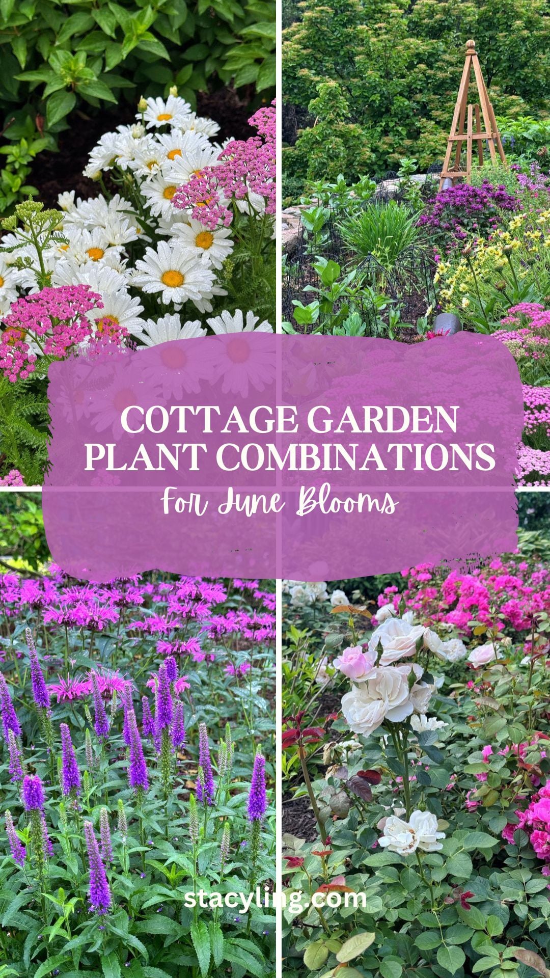 A collage of vibrant cottage garden flowers in bloom, with daisies, pink and purple flowers, white roses, and lush greenery. Text overlay reads: "Cottage Garden Plant Combinations for June Blooms.
