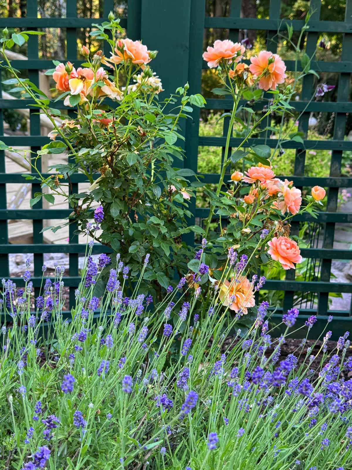 Peach roses and purple lavender flowers bloom in front of a green lattice fence, creating a colorful garden scene with lush greenery in the background.