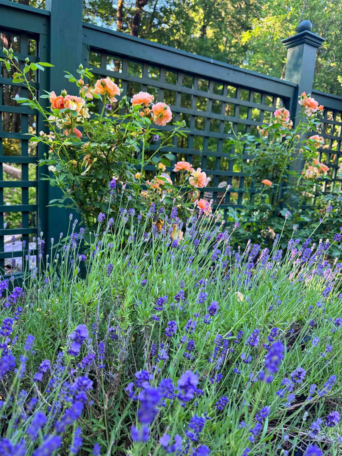 Lavender flowers bloom in the foreground, with peach-colored roses climbing a dark green lattice fence behind them. Sunlight filters through the trees, creating a peaceful garden scene.