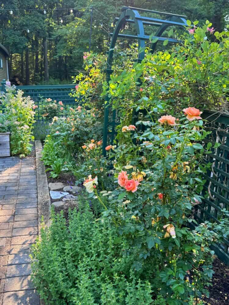 A sunlit cottage garden with blooming orange roses, green foliage, a brick path, and a green trellis. Trees and string lights are visible in the background, with shadows cast by the late afternoon sun.