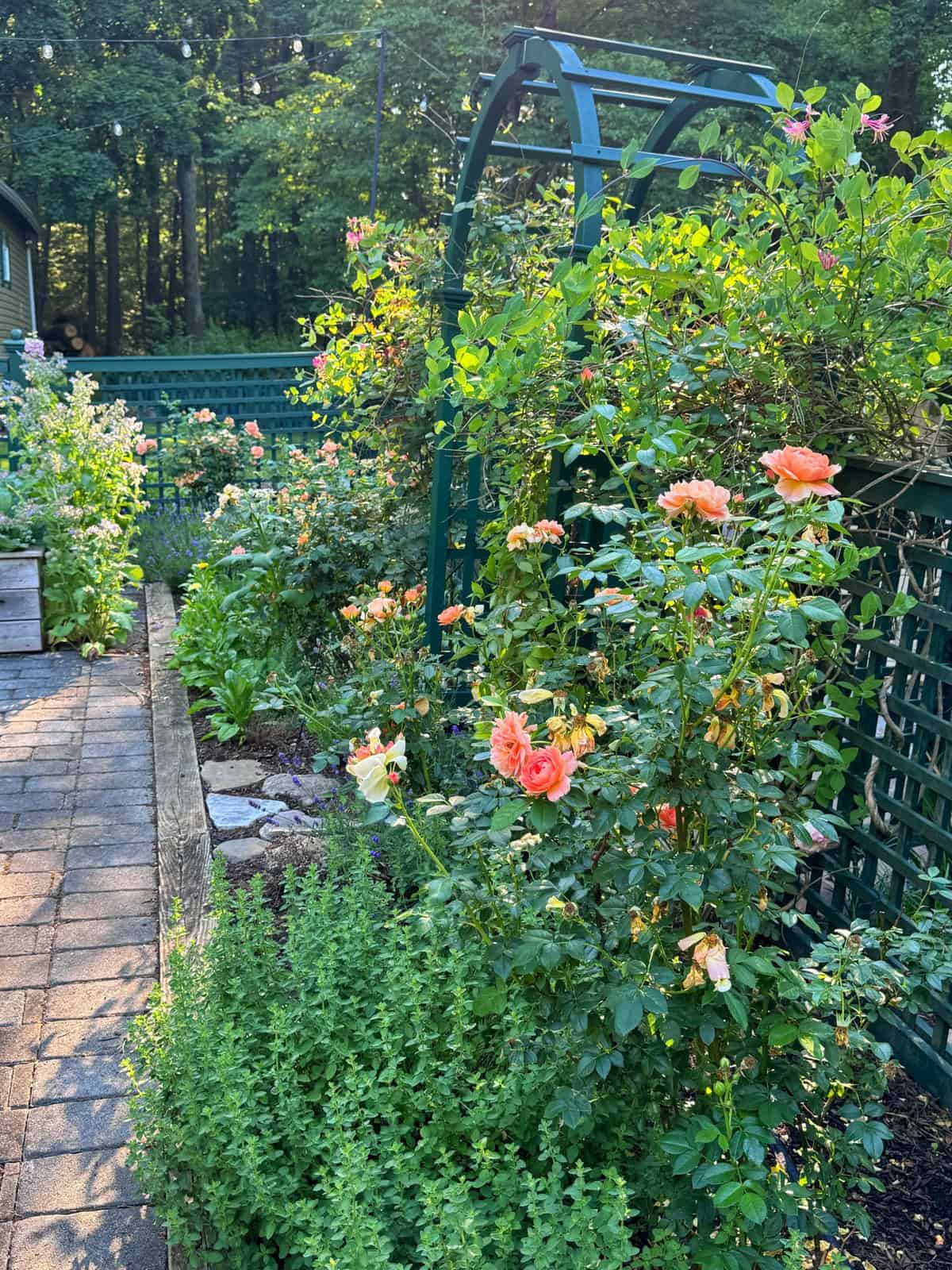 A sunlit garden with blooming orange roses, green foliage, a brick path, and a green trellis. Trees and string lights are visible in the background, with shadows cast by the late afternoon sun.